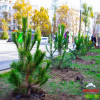 Librarius подарил городу 20 деревьев