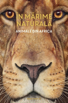 In marime naturala. Animale din Africa (editie hardcover)