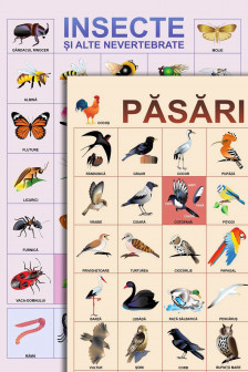 Plansa. Pasari. Insecte si alte nevertebrate.