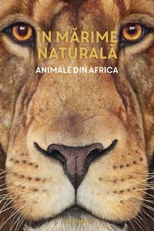 In marime naturala. Animale din Africa (editie hardcover)