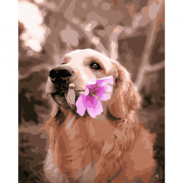 Pictura pe numere (GS309) Golden retriever cu o floare 40х50 см
