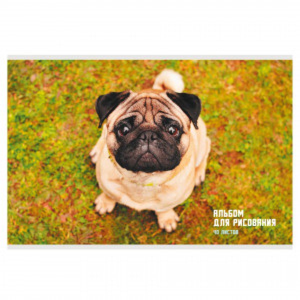 Album desen 40 foi Взгляд мопса А402456