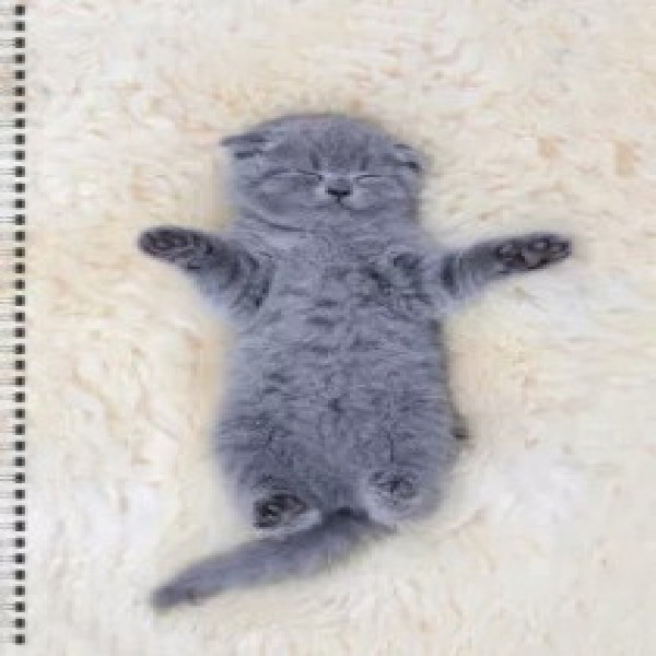 Caiet pentru conspecte A4 60f linie spirala Котенок ТС4605036